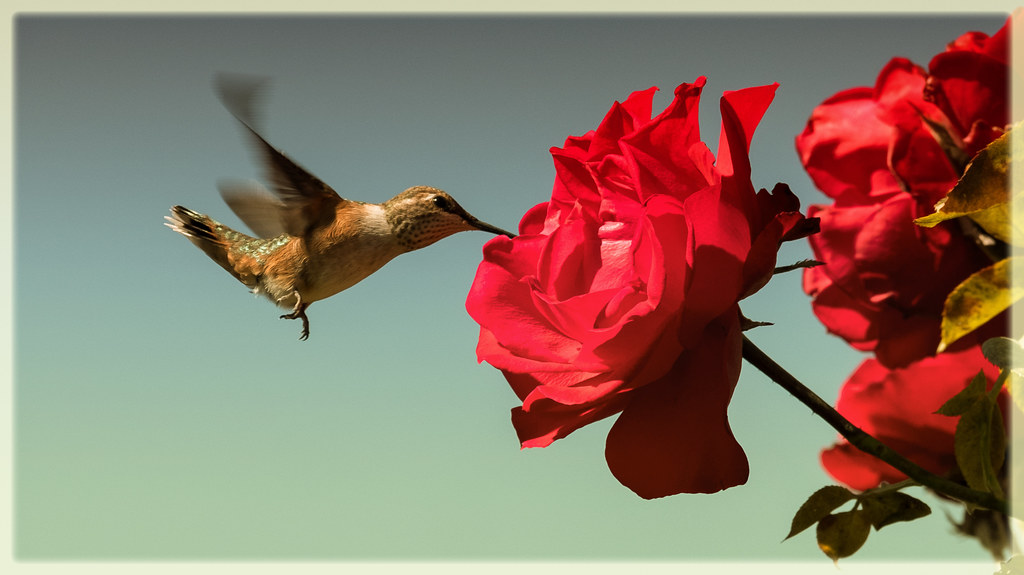 #19 The Magic Nectar Recipe (image credits: flickr)