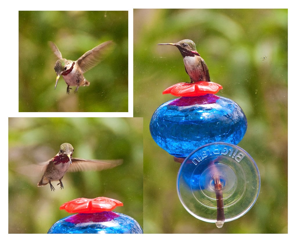#18 Timing Your Feeder Maintenance (image credits: flickr)