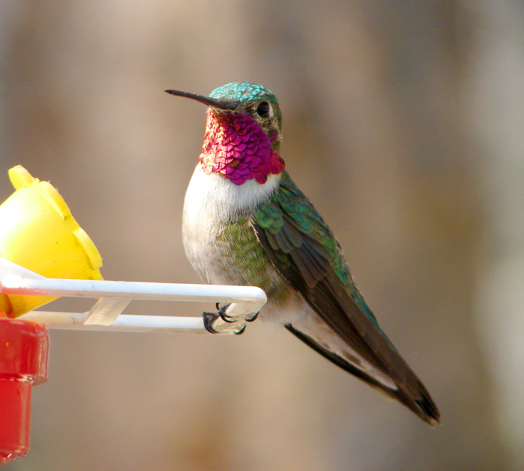 #16 The Perching Problem Most People Ignore (image credits: wikimedia)