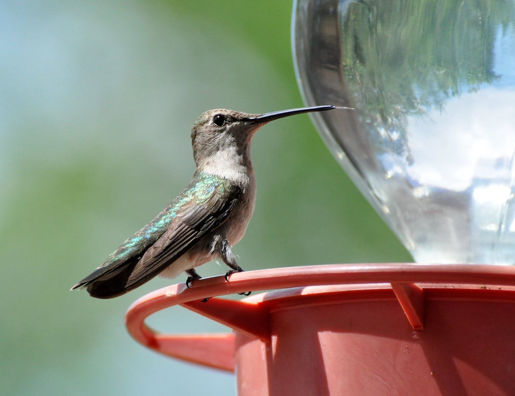 #15 Creating Shelter Without Birdhouses (image credits: flickr)