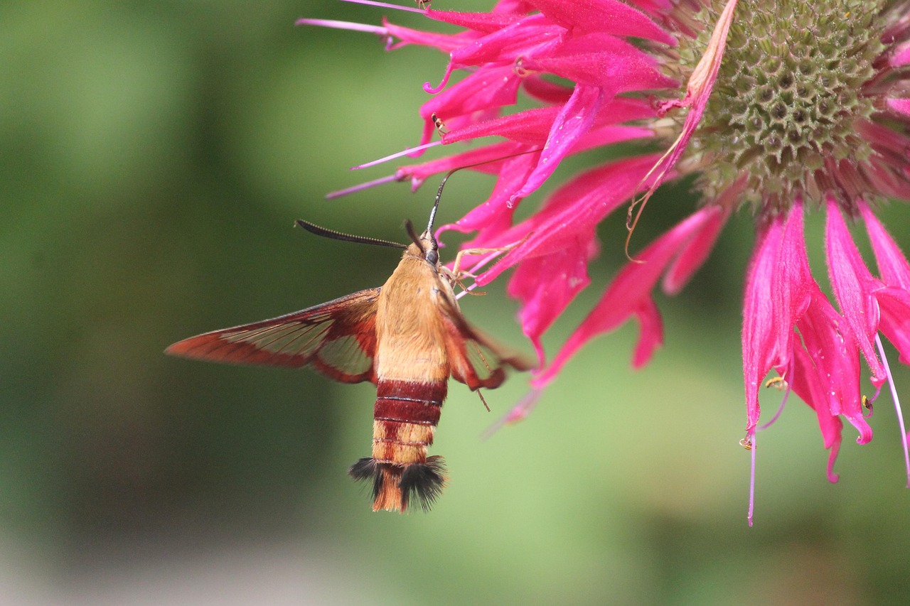 #14 Bee Balm: The Ultimate Hummingbird Magnet (image credits: pixabay)