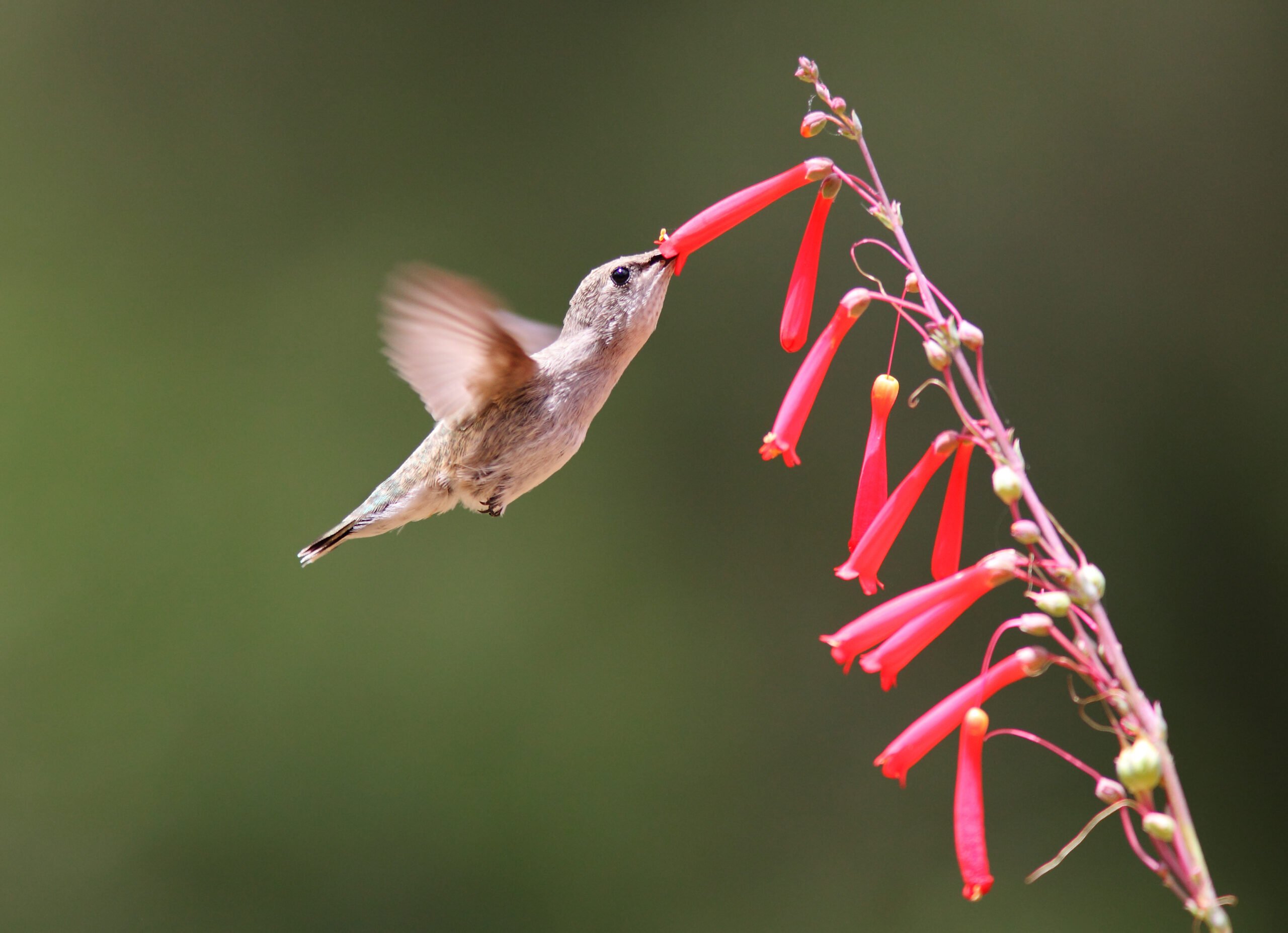 #9 Penstemon: The Beardtongue Beauty (image credits: wikimedia)