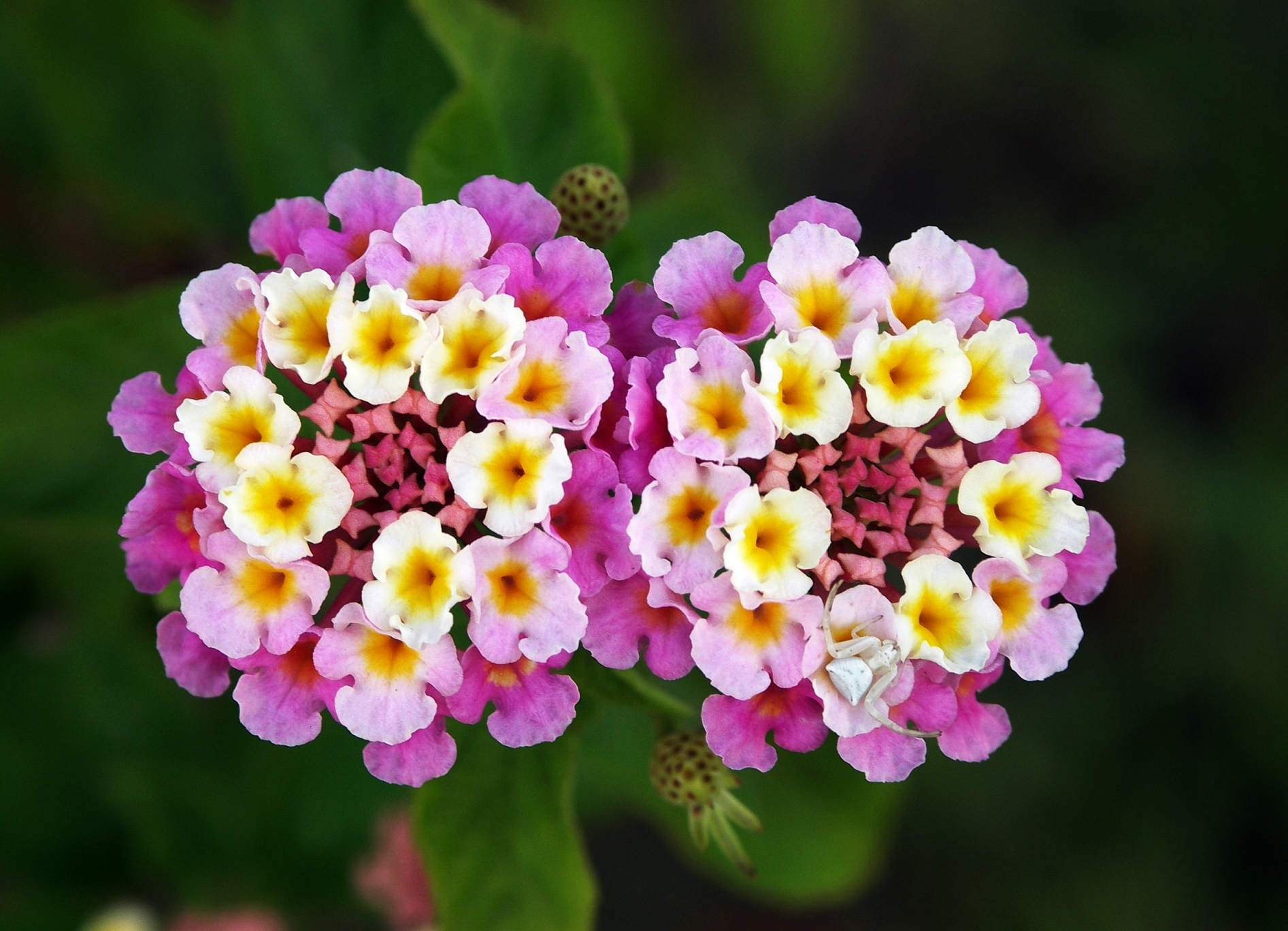 #7 Lantana: The Heat-Loving Bloomer (image credits: wikimedia)