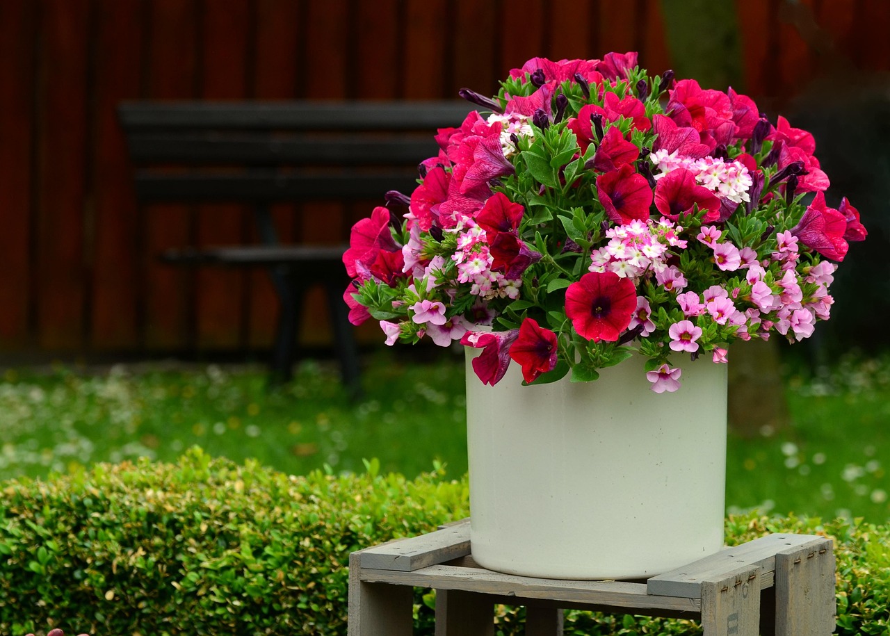 #6 Petunias: The Container Garden Star (image credits: pixabay)