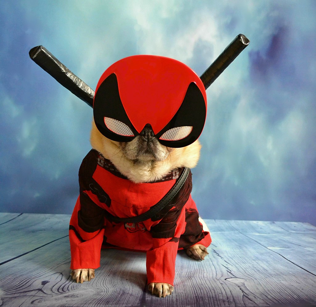 #35 Which Pet Would Make the Best Superhero Sidekick (image credits: flickr)