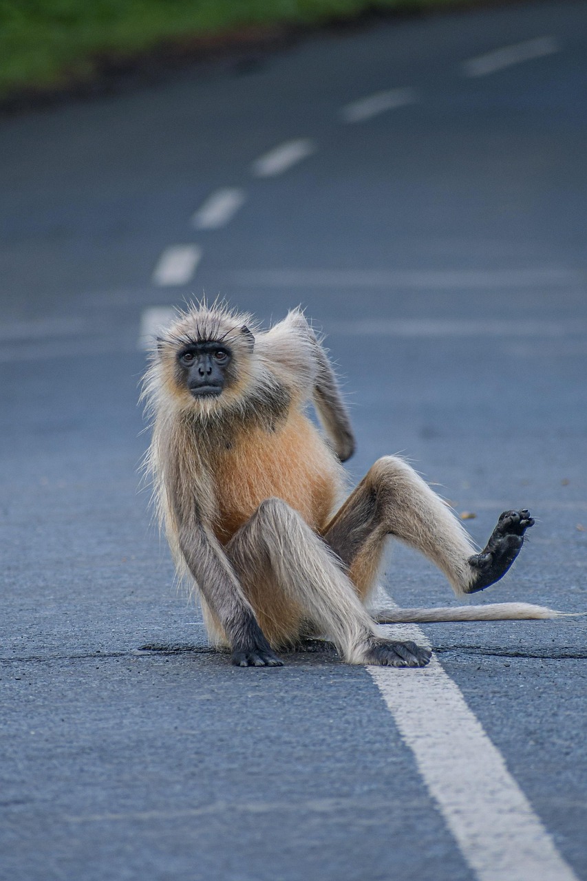 #31 Which Animal Would Make the Worst Pet and Why (image credits: pixabay)