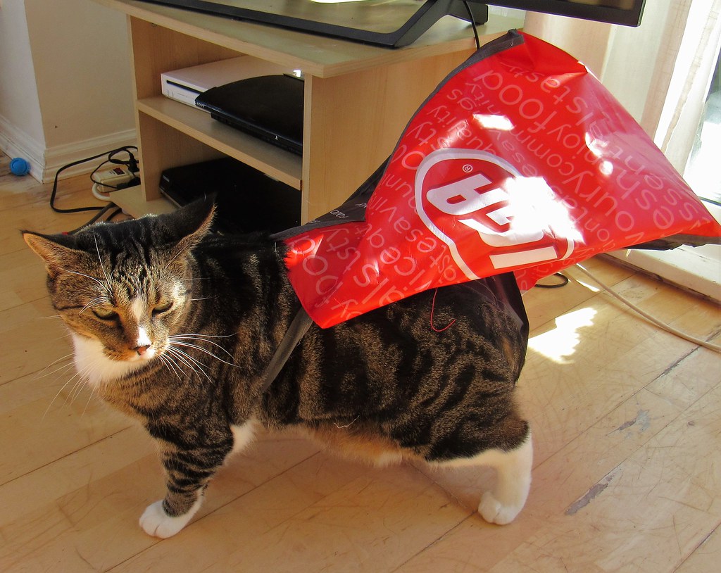 #27 If Their Pet Could Have Any Superpower (image credits: flickr)