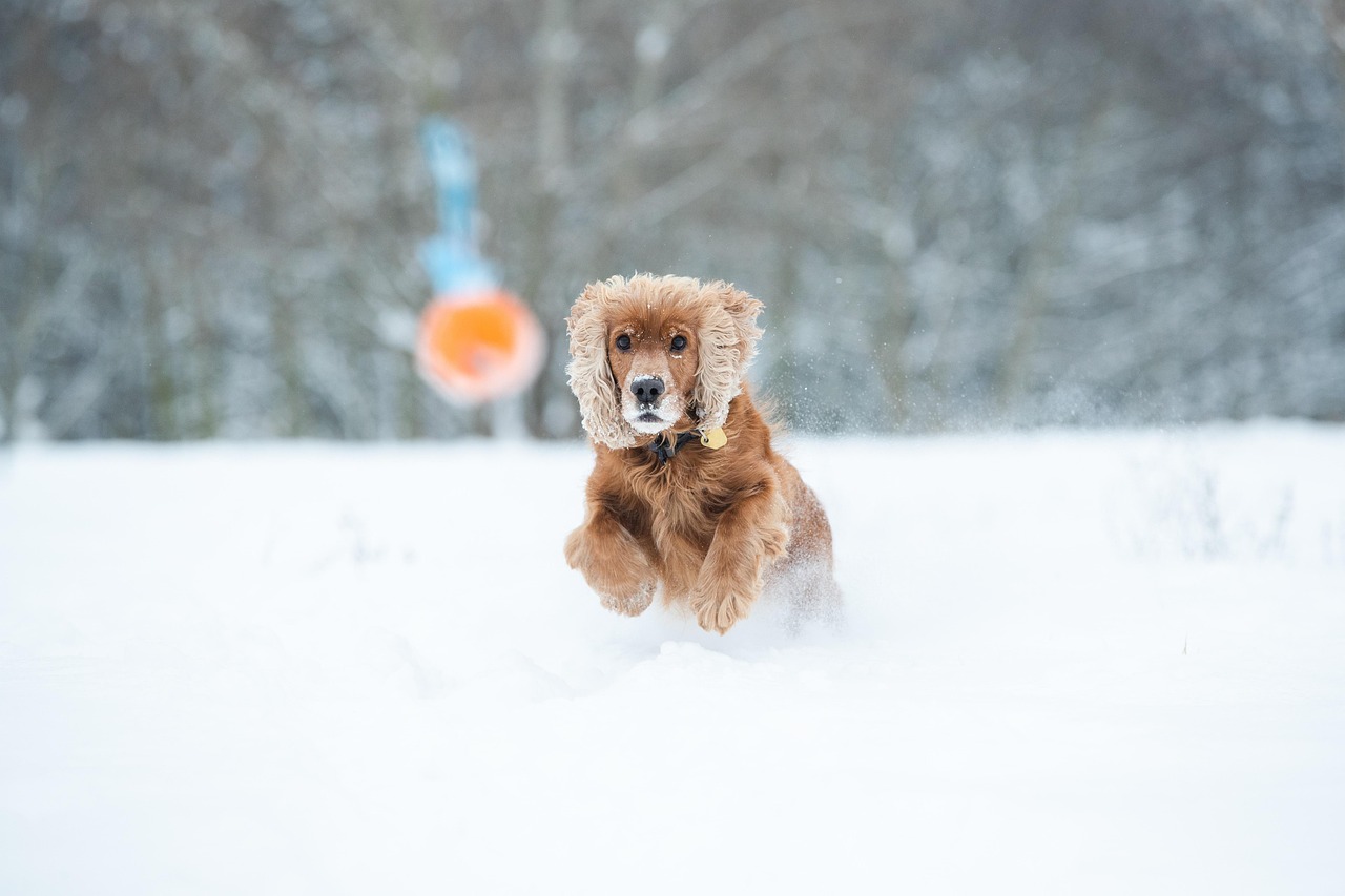 #19 What Sport Their Pet Would Excel At (image credits: pixabay)