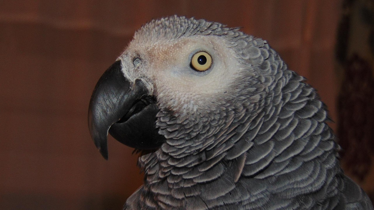 #18 If Their Pet Could Talk to Other Animals, What Would They Discuss (image credits: pixabay)
