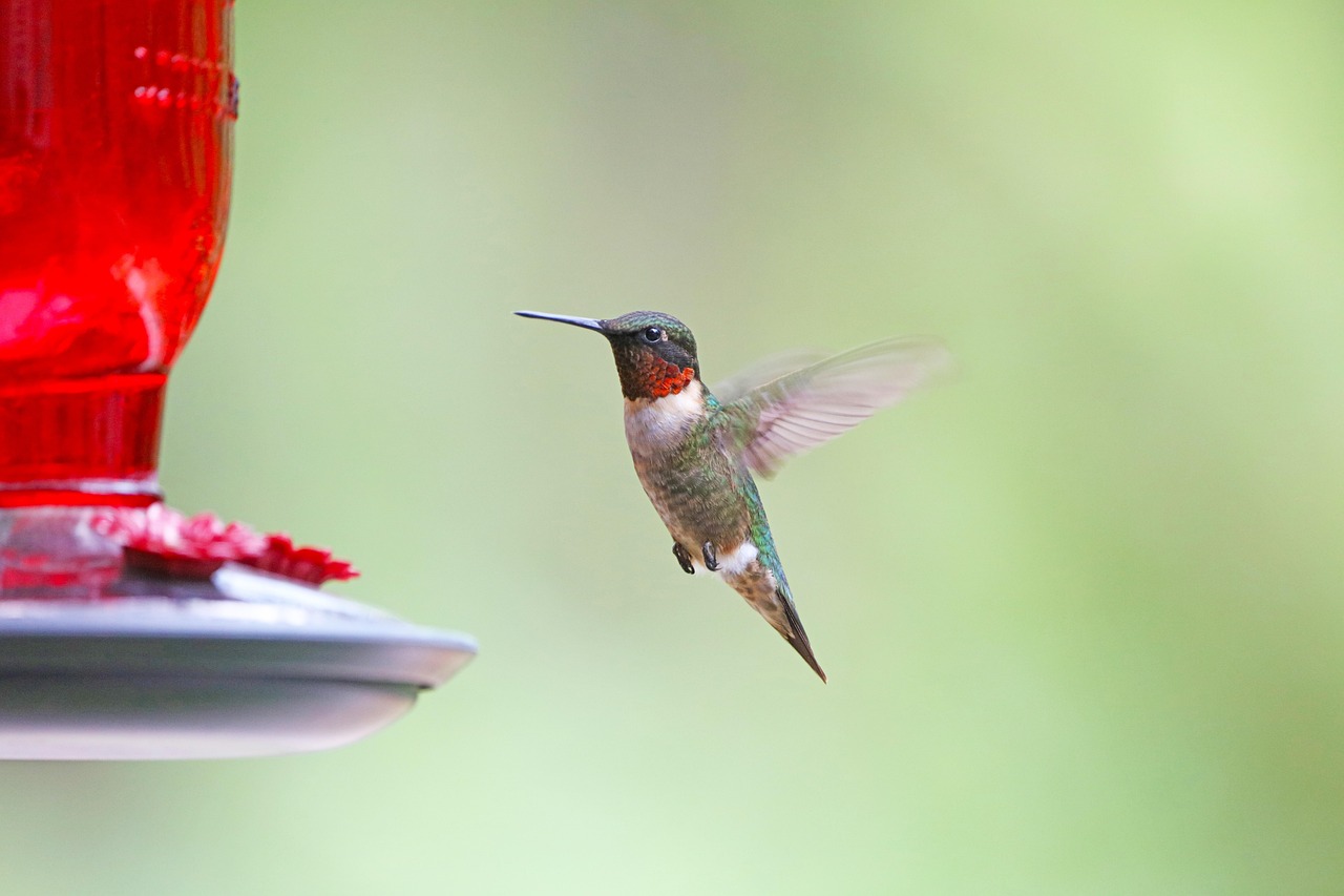 Ruby-throated Hummingbird (image credits: pixabay)