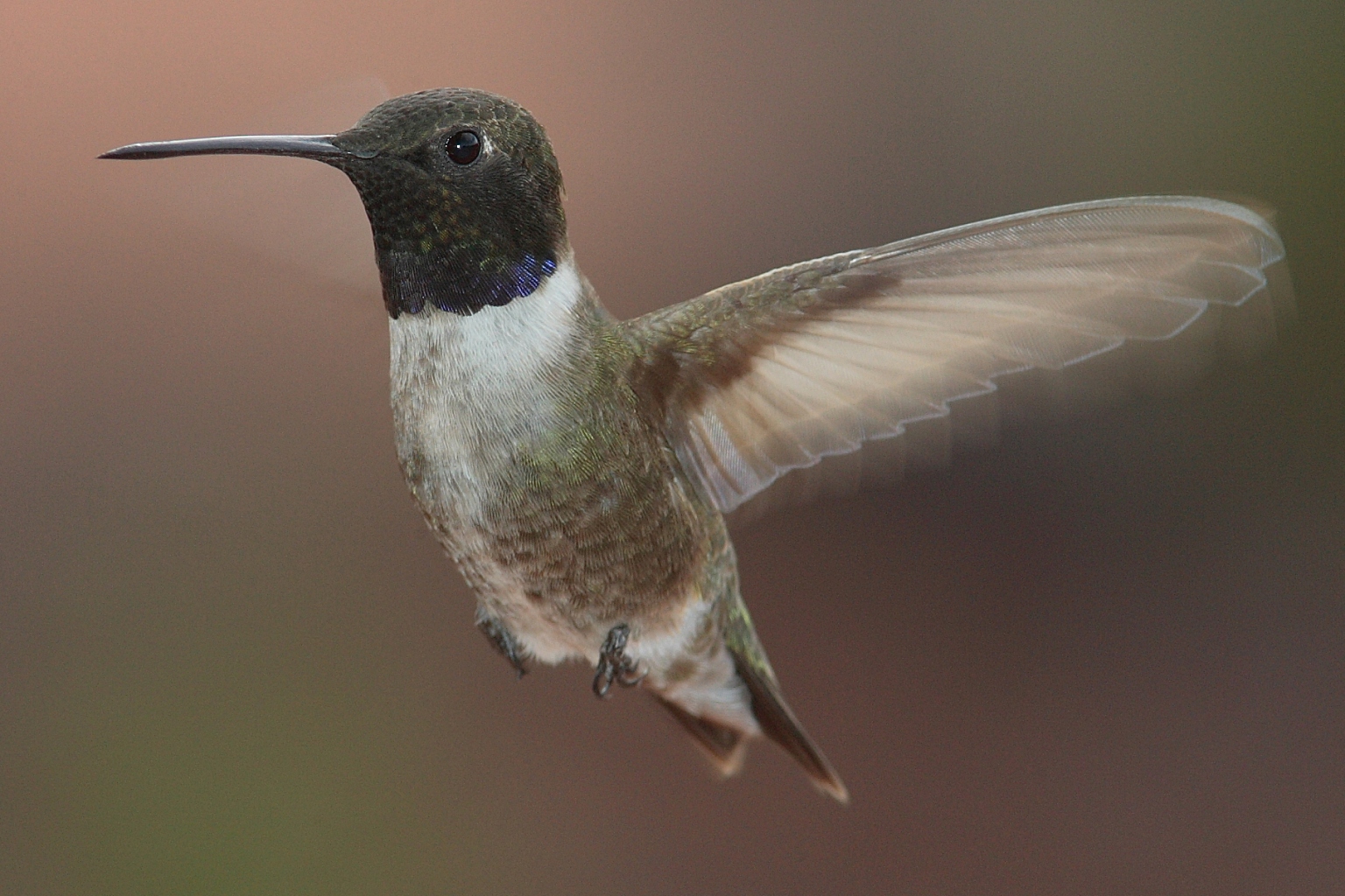 Black-chinned Hummingbird (image credits: wikimedia)
