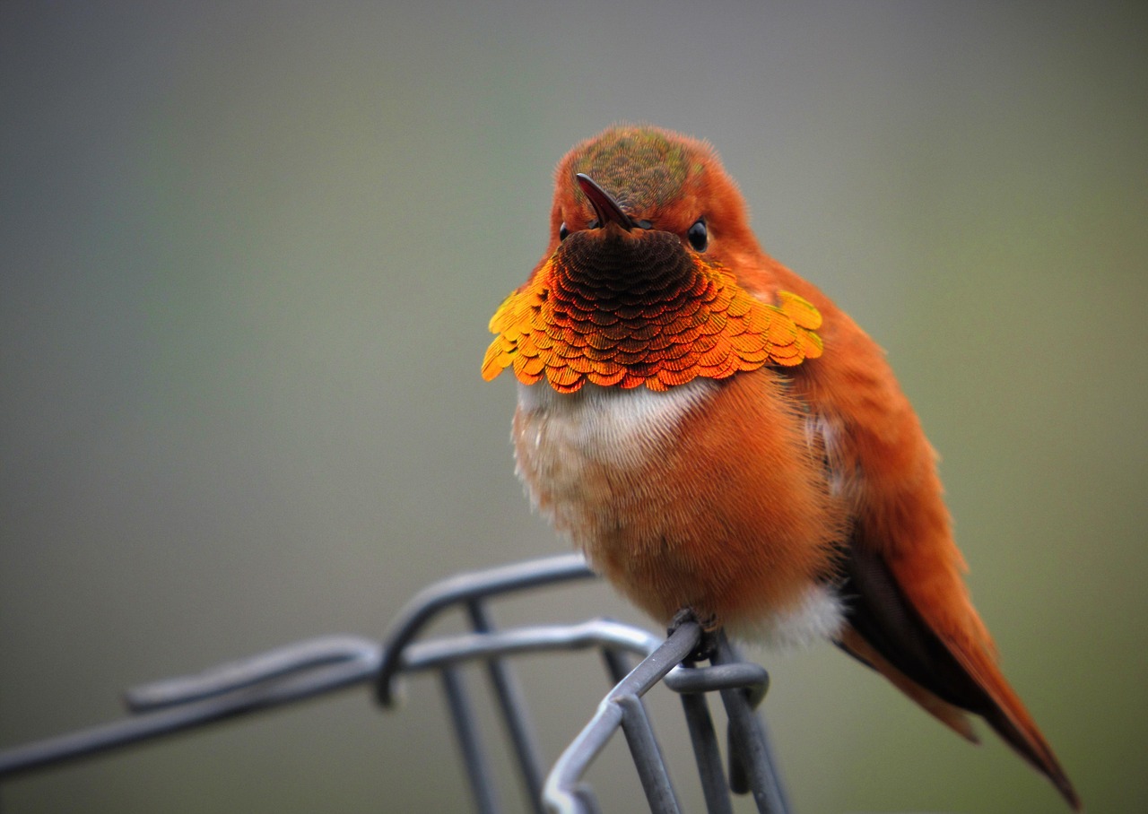 Rufous Hummingbird (image credits: pixabay)