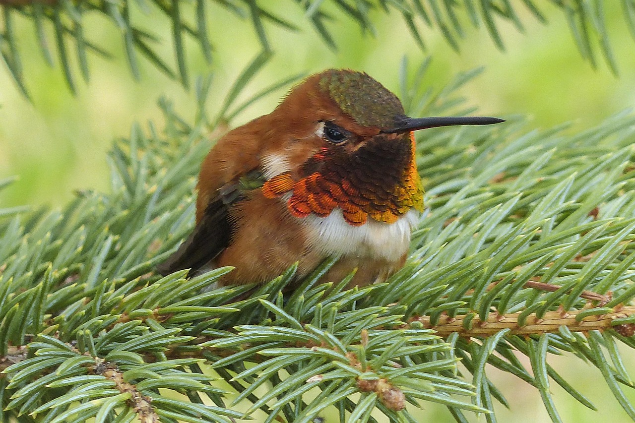 Allen's Hummingbird (image credits: pixabay)