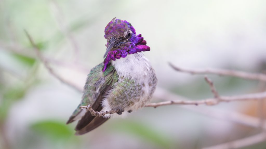 Costa's Hummingbird (image credits: wikimedia)