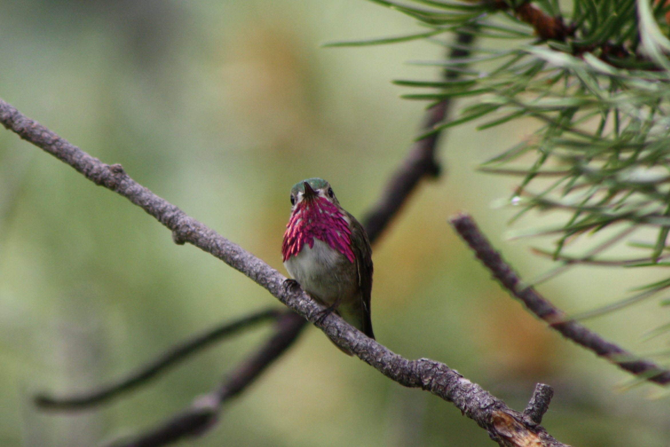 Calliope Hummingbird (image credits: wikimedia)