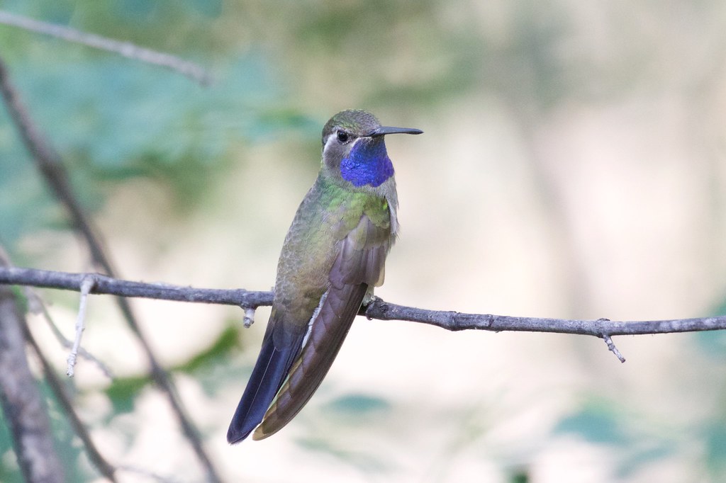 Blue-throated Mountain-gem (image credits: flickr)