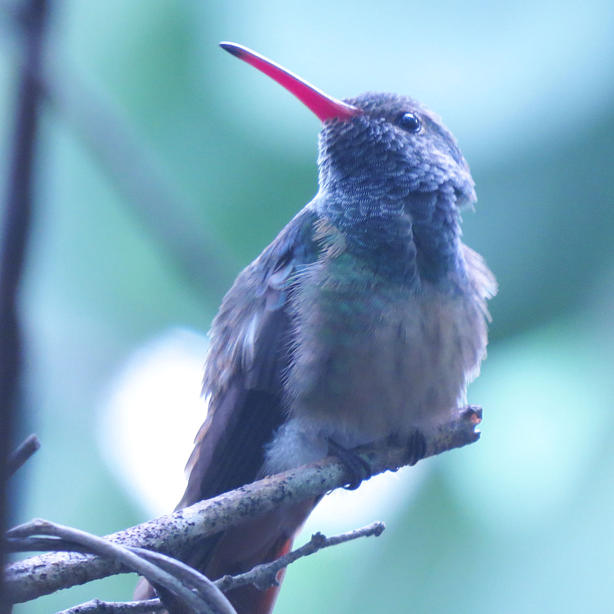 Buff-bellied Hummingbird (image credits: wikimedia)