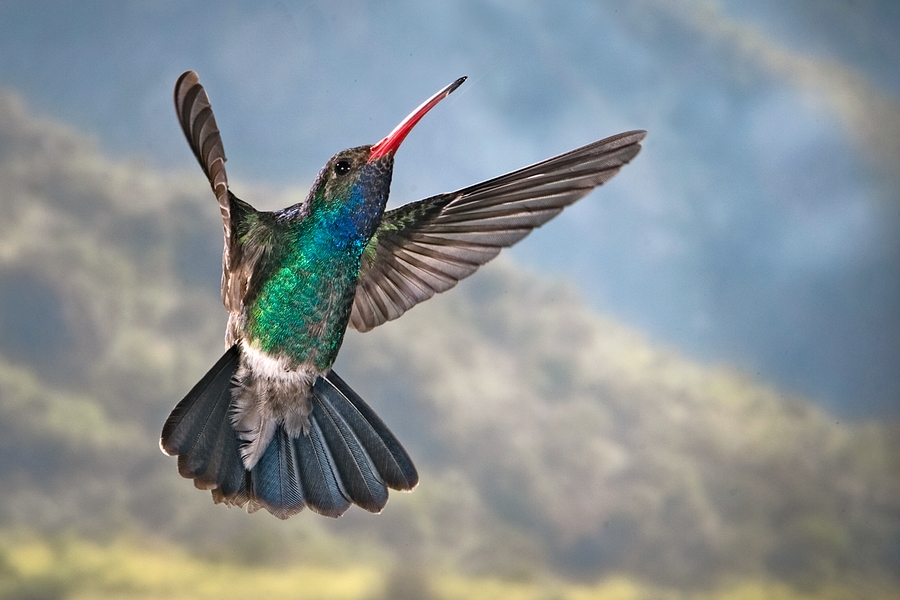 Broad-billed Hummingbird (image credits: wikimedia)