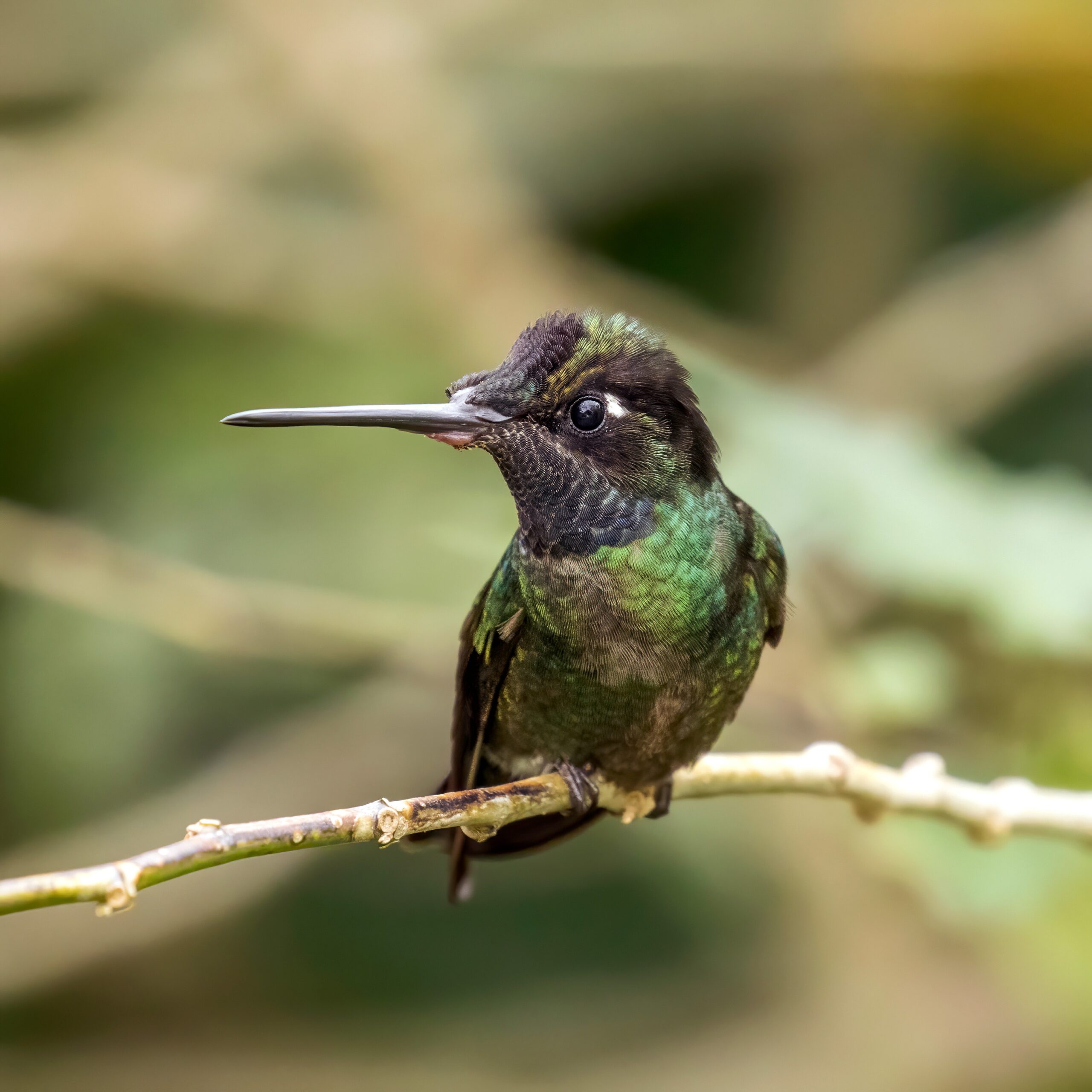 Rivoli's Hummingbird (image credits: wikimedia)
