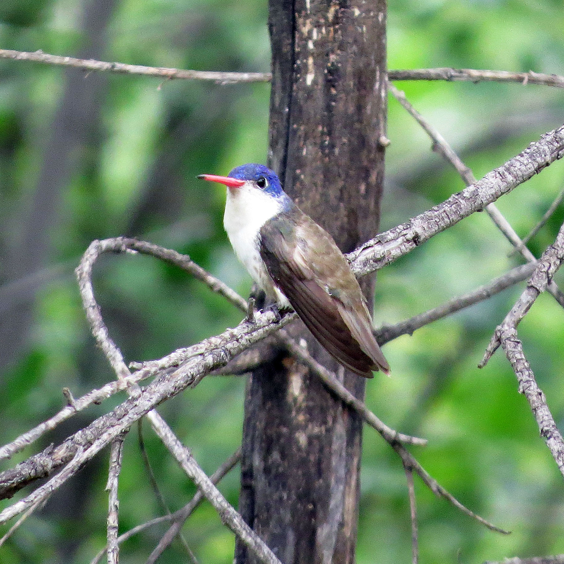 Violet-crowned Hummingbird (image credits: wikimedia)