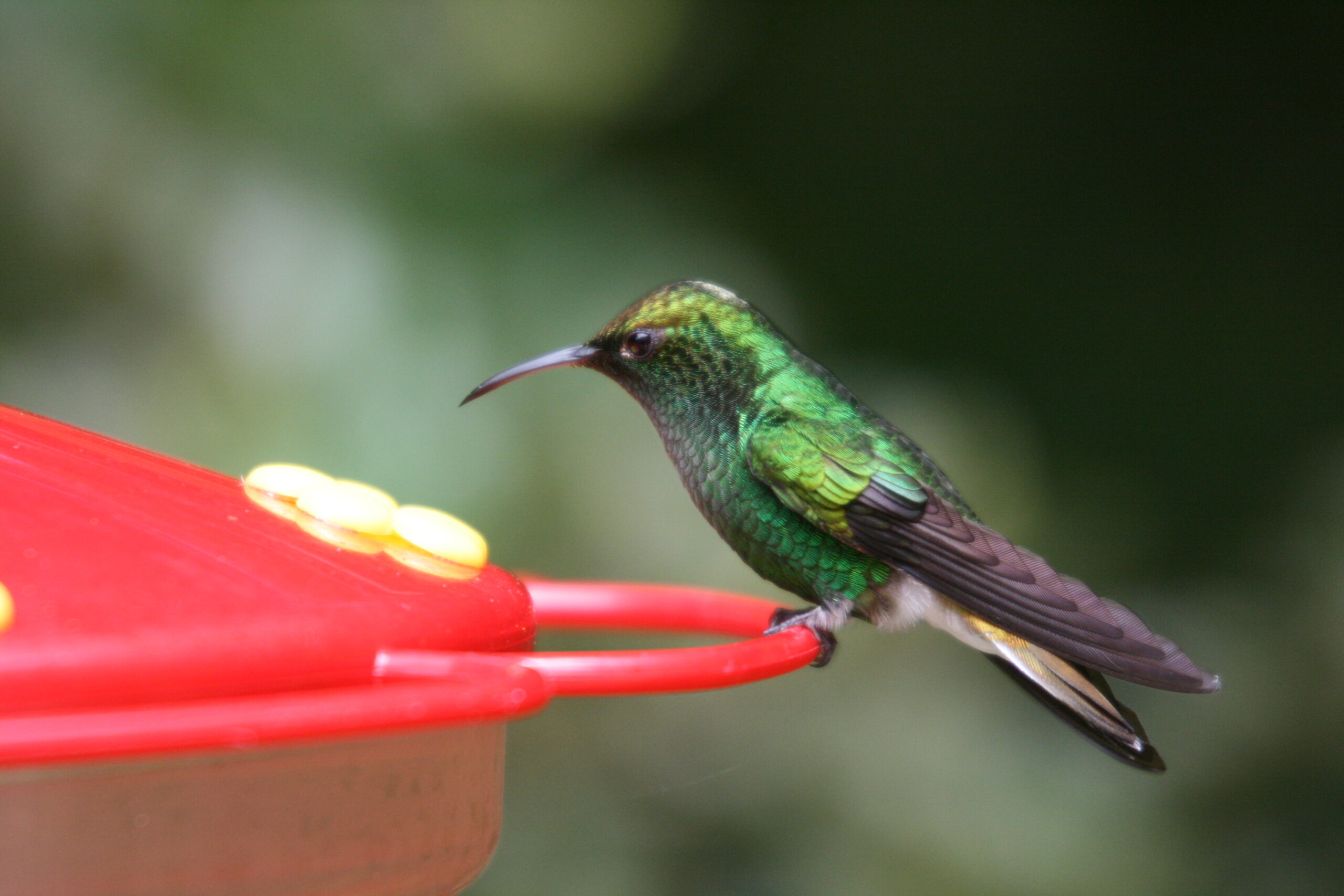 White-eared Hummingbird (image credits: wikimedia)