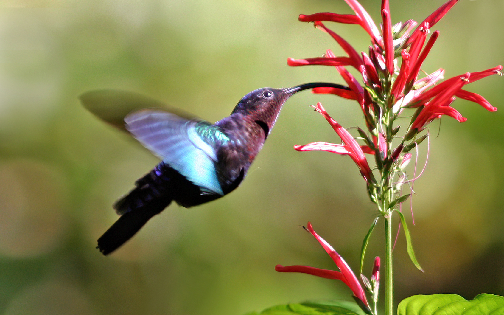 Lucifer Hummingbird (image credits: wikimedia)