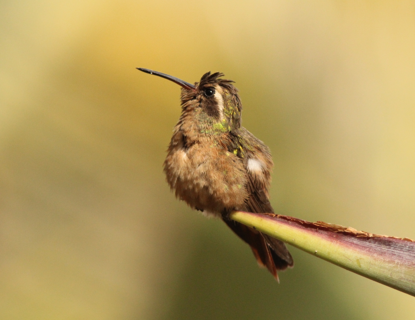Xantus's Hummingbird (image credits: wikimedia)