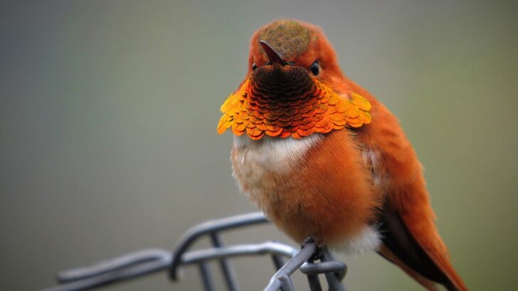 25 Types of Hummingbirds That Can Be Found in North American Gardens