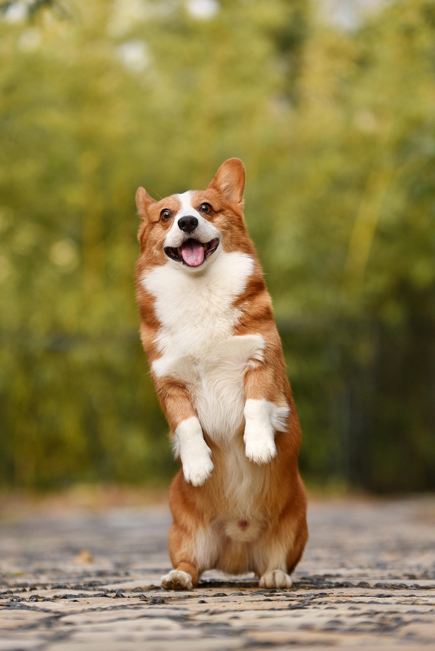 The Classic Dog Joke That Never Gets Old (image credits: pixabay)