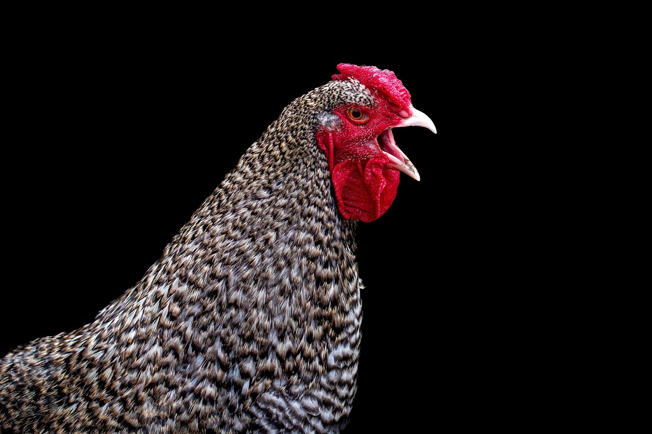 Barnyard Bonanzas (image credits: pixabay)