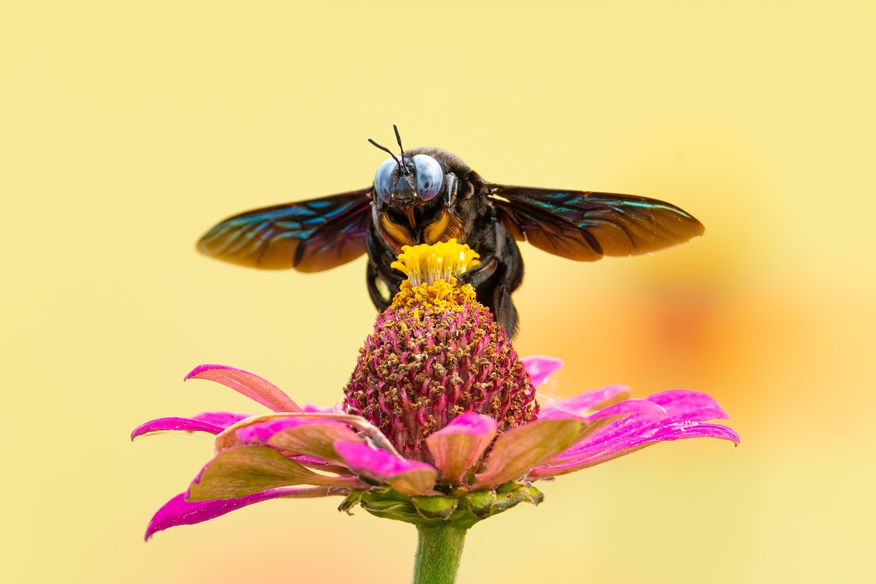 Insect Jokes That Bug Everyone (image credits: pixabay)