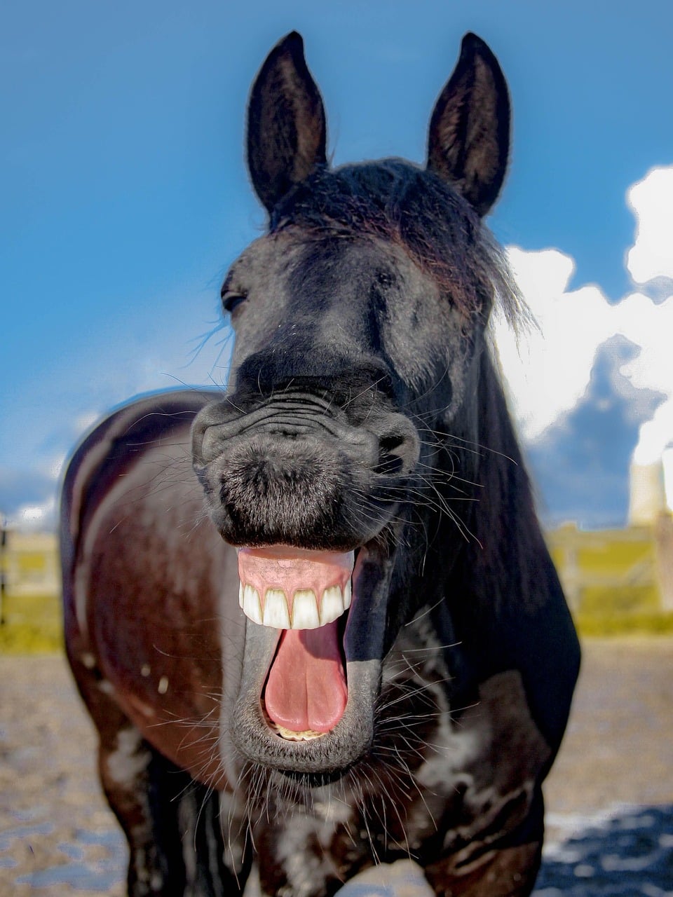 Horse Around with These Jokes (image credits: pixabay)