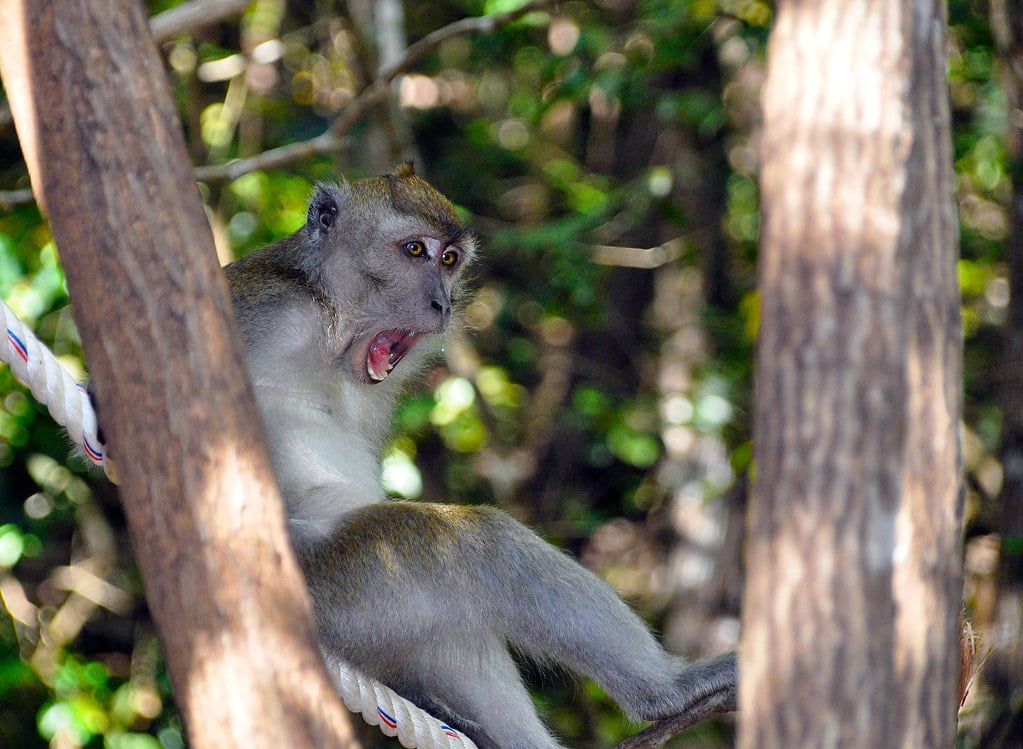 Monkey Business (image credits: flickr)