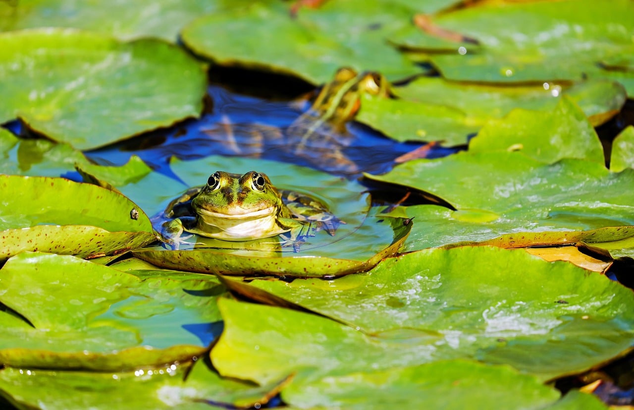 Frog Jokes That Leap Off the Tongue (image credits: pixabay)