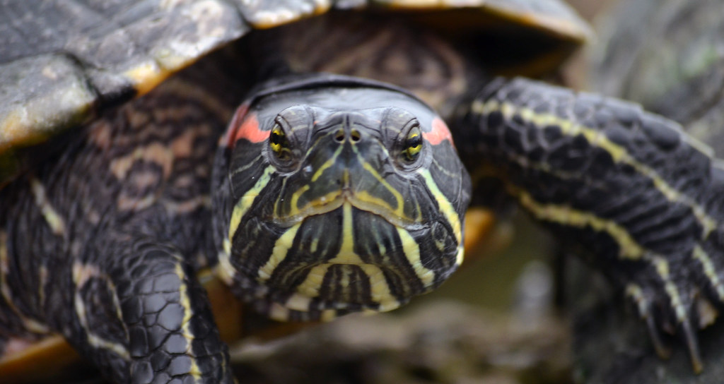 Turtle-ly Awesome Jokes (image credits: flickr)