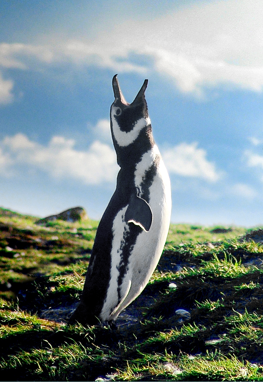 Penguin Jokes That Are Ice Cold (image credits: wikimedia)