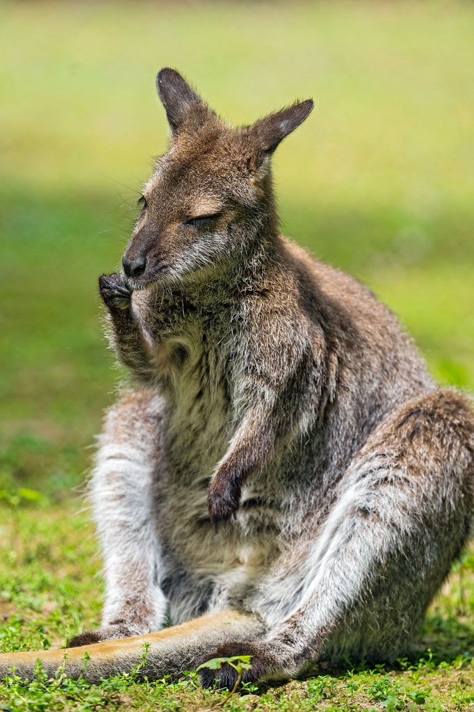 Kangaroo Jokes That Bounce Around (image credits: flickr)