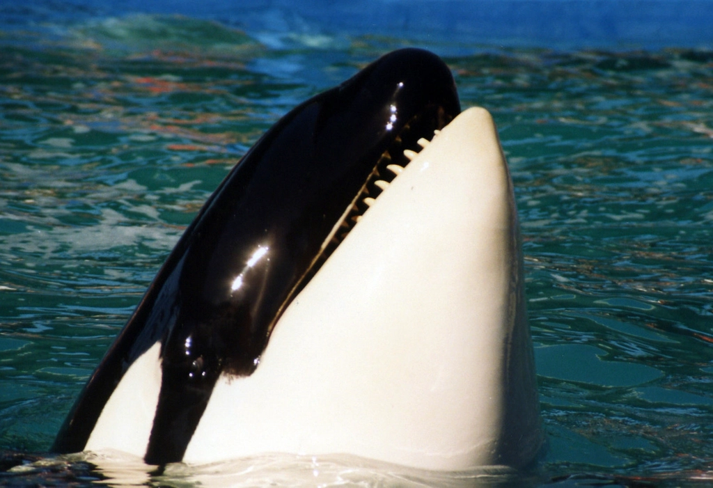 Whale Jokes That Make a Big Impression (image credits: rawpixel)