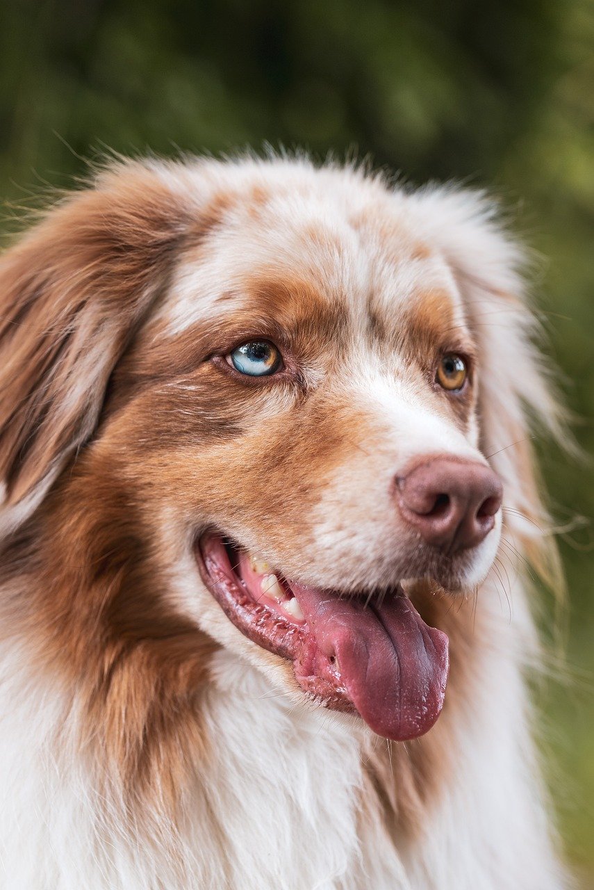 17. Australian Cattle Dog: The Record-Breaking Survivor (image credits: pixabay)