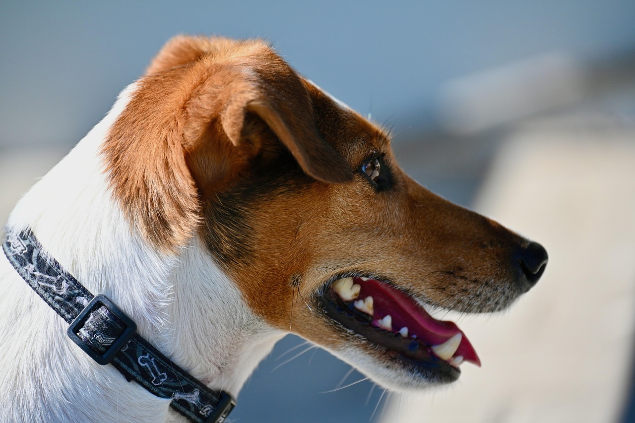 15. Jack Russell Terrier: The Unstoppable Energy Machine (image credits: pixabay)