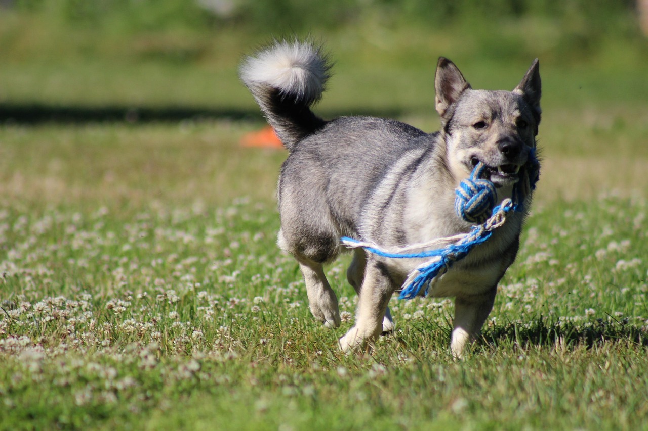 3. Swedish Vallhund: The Viking Dog's Modern Longevity (image credits: pixabay)