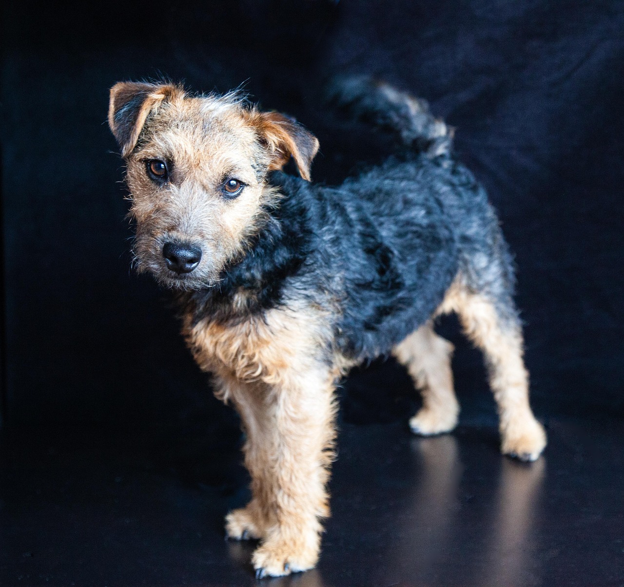 2. Lakeland Terrier: Northern England's Longevity Champion (image credits: pixabay)