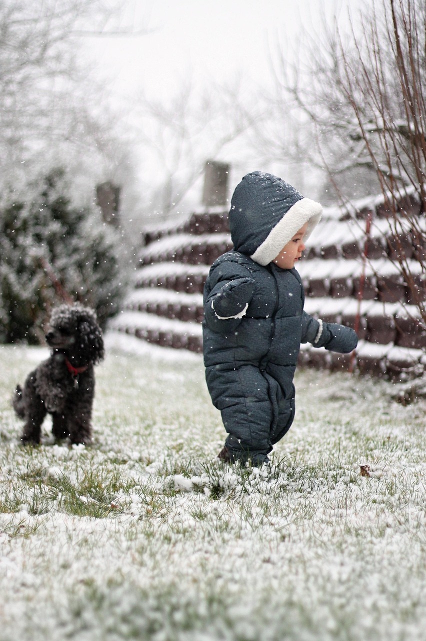 1. Miniature Poodle: The Ultimate Longevity Champion (image credits: pixabay)