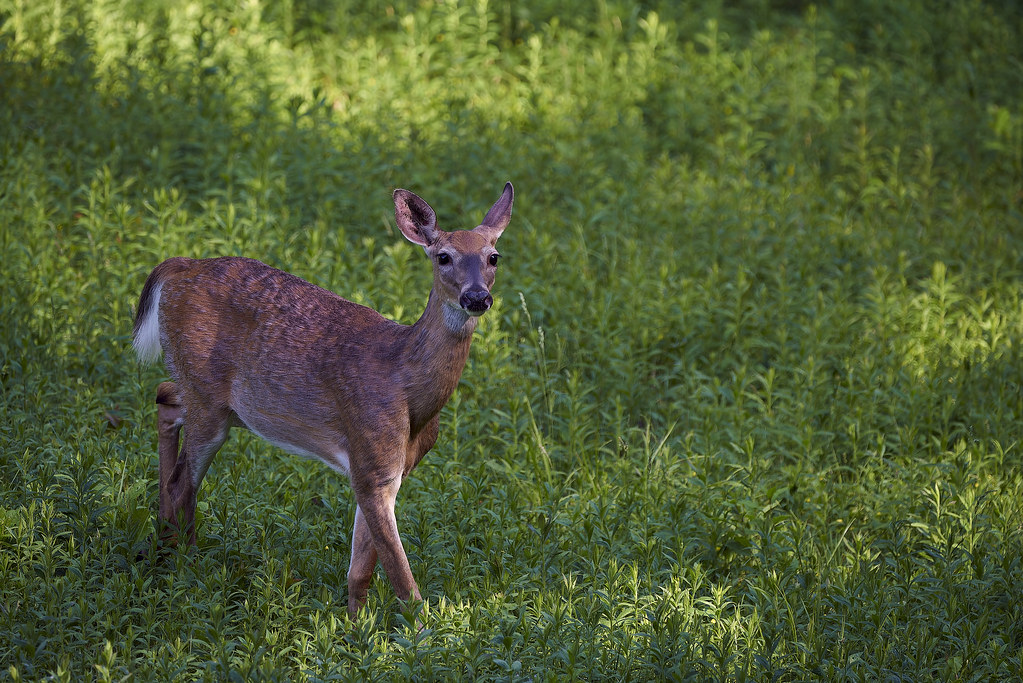 White-Tailed Deer - The Silent Highway Killer (image credits: flickr)