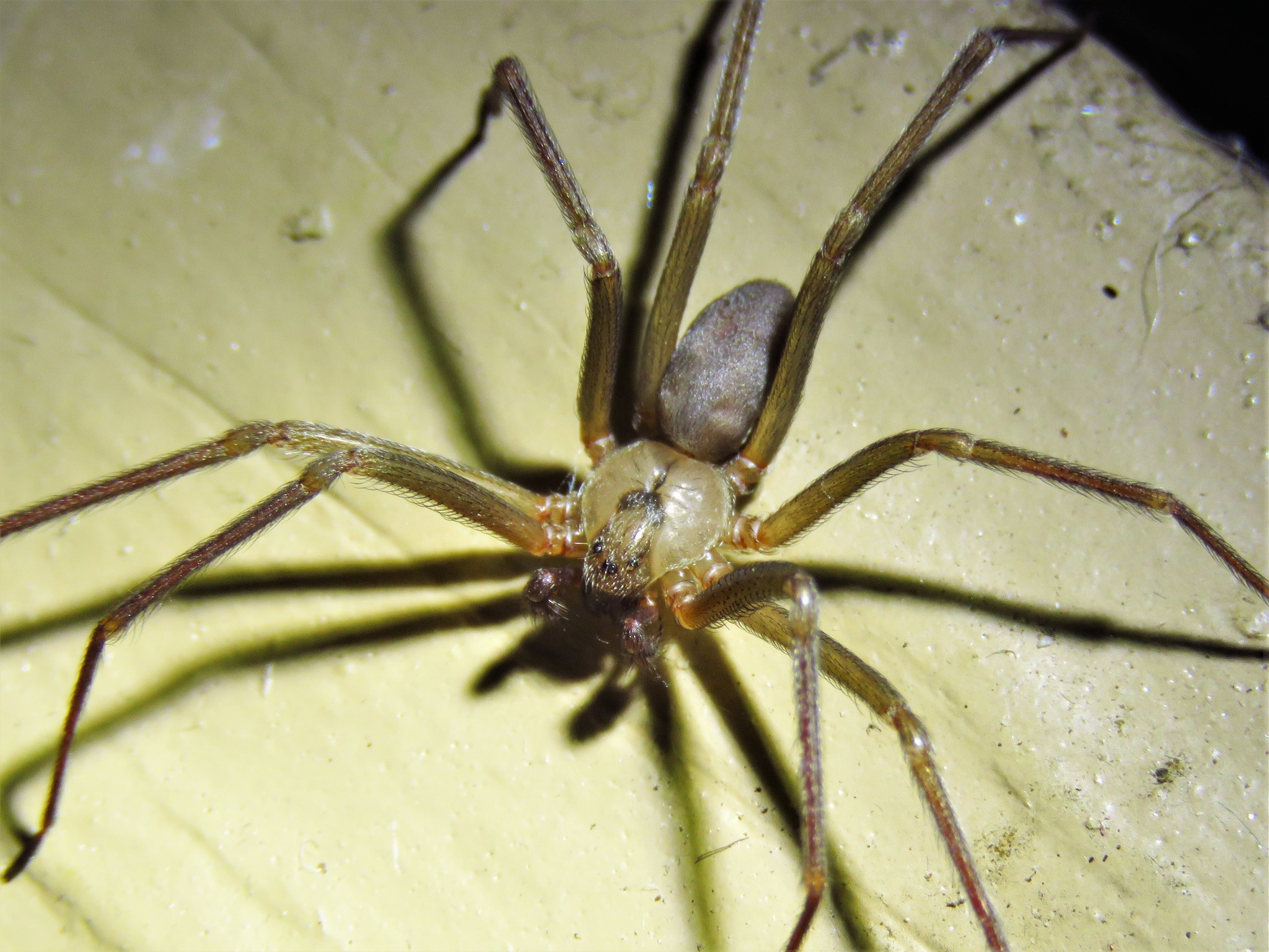 Brown Recluse Spider - The Flesh-Eating Phantom (image credits: wikimedia)