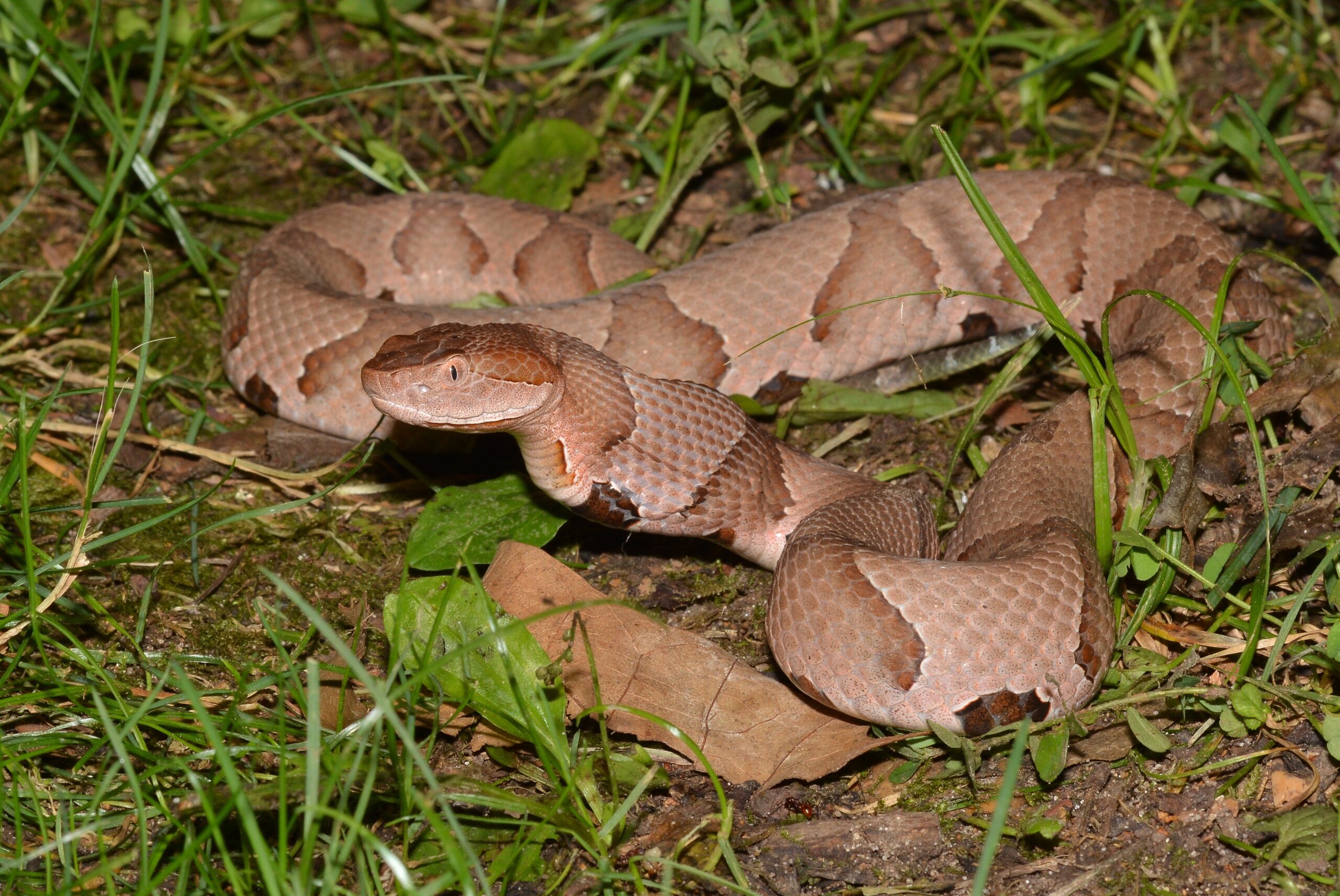Eastern Copperhead Snake - The Master of Disguise (image credits: wikimedia)