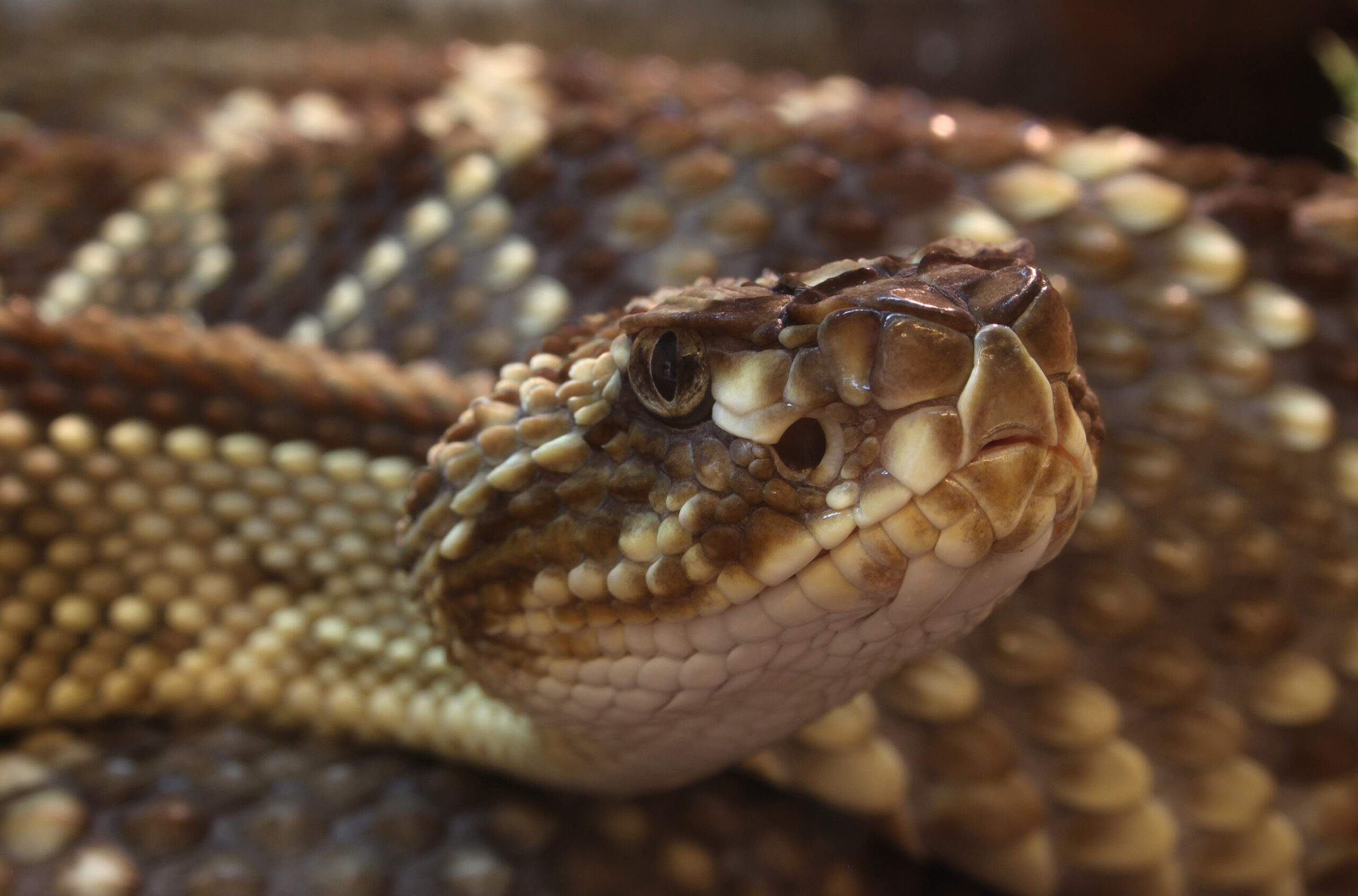 Timber Rattlesnake - The Mountain Menace (image credits: wikimedia)