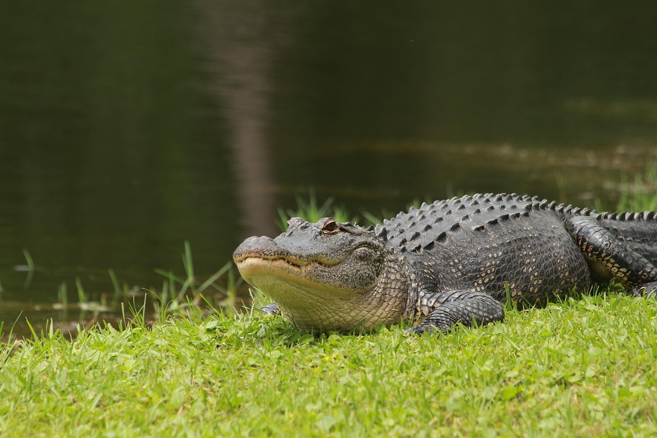 Alligator - The Living Dinosaur in Your Pool (image credits: pixabay)
