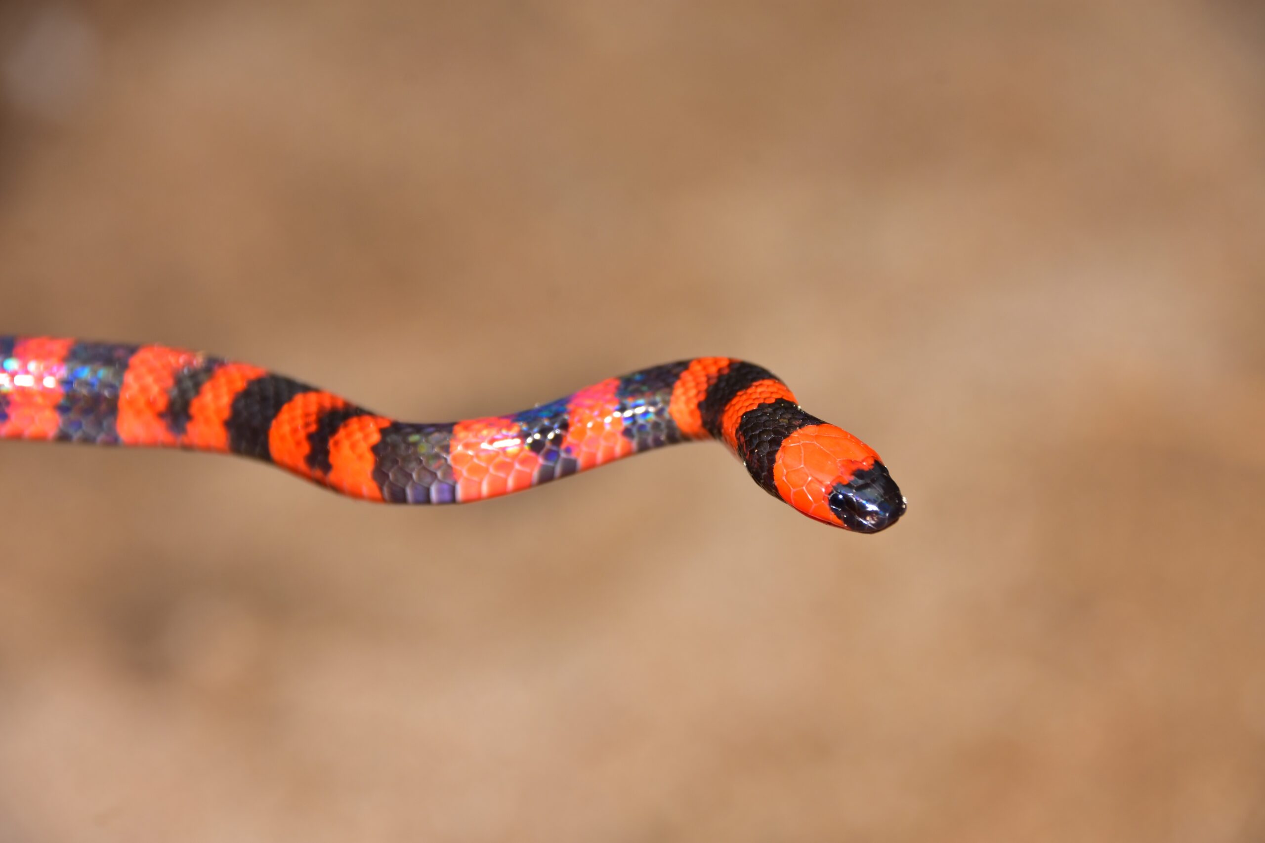 Coral Snake - The Colorful Killer (image credits: wikimedia)