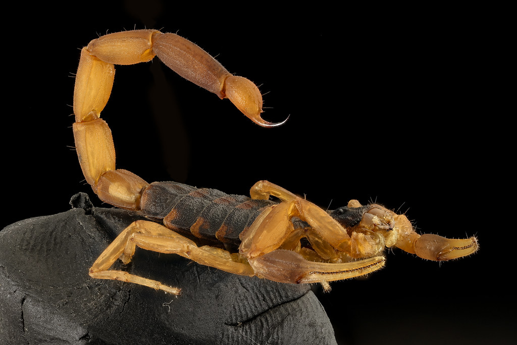 Arizona Bark Scorpion - The Tiny Desert Death